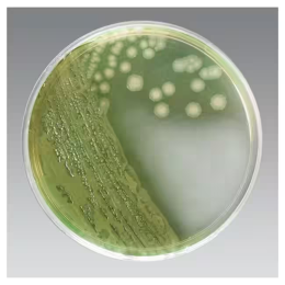 Cetrimide Agar