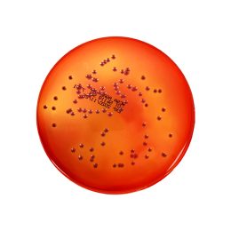 Burkholderia cepacia Selective Agar