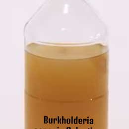 Burkholderia cepacia Selective Agar