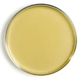 Sabouraud Dextrose Agar